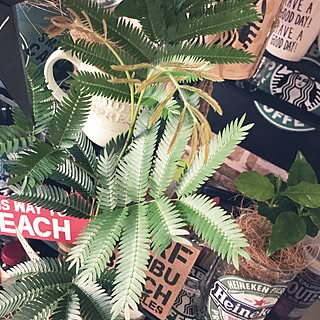 玄関/入り口/いつもイイネ★ありがとぅございますっ★/観葉植物に癒やされてます✮/観葉植物大好き❤︎/植物♡...などのインテリア実例 - 2016-05-22 12:00:19