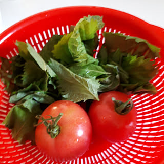 桃太郎トマトのインテリア実例 Roomclip ルームクリップ