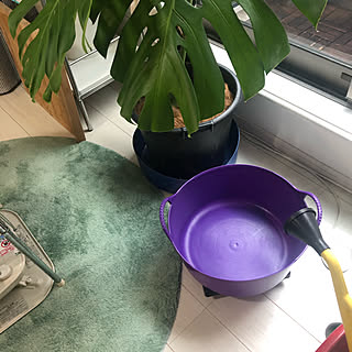 巨大化した観葉植物のインテリア実例 Roomclip ルームクリップ 巨大化した観葉植物のインテリア実例 Roomclip ルームクリップ