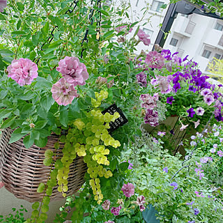 ペチュニアジュリエットのインテリア実例 Roomclip ルームクリップ