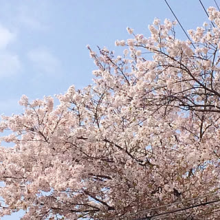 部屋全体/押し逃げゲリラ、展開中です/いぬのいる暮らし/スマホで撮影/写真がうまく撮れるようになりたい♡...などのインテリア実例 - 2018-04-02 10:43:00