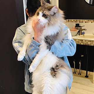 猫大好き♥/猫ちゃんが過ごしやすい空間/猫カフェ/仲良くしてくれて有難う♪/北海道支部...などのインテリア実例 - 2019-04-28 13:14:10