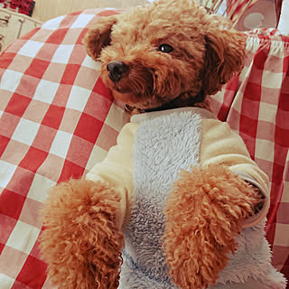 バス/トイレ/トイプードル/グラスジェムコーン部/いつもいいねやコメントありがとう♡/『RCカントリー倶楽部☆』...などのインテリア実例 - 2020-01-21 10:33:14