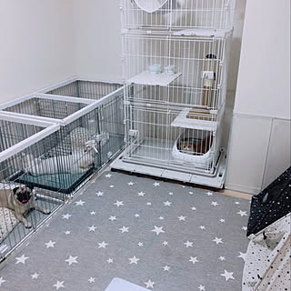 犬と猫どっちも飼ってると毎日たのしいのインテリア実例 Roomclip ルームクリップ