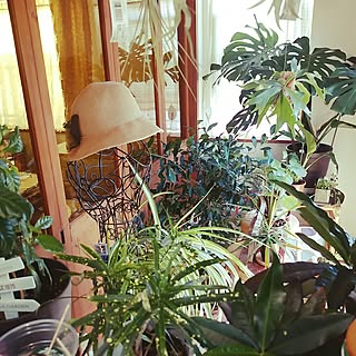 机/いいね&フォローありがとうございます☆/植物のある暮らし/いいね!押し逃げばかりでごめんなさい。/拙いコメントゴメン(>_<)ゞ...などのインテリア実例 - 2017-05-19 21:12:47