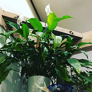 観葉植物のある暮らし/男前インテリア/ワイルドインテリア/キッチンディスプレイ雑貨/キッチンディスプレイ...などのインテリア実例 - 2020-05-09 07:55:09