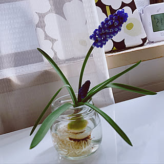 ムスリカのインテリア実例 Roomclip ルームクリップ