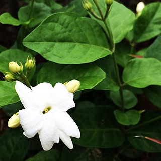 アラビアンジャスミンのインテリア実例 Roomclip ルームクリップ