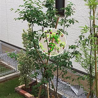 部屋全体/フォロワーさんに感謝感激雨霰!/いいね、コメントありがとう♡/分譲建売住宅の庭造り/ジュンベリー...などのインテリア実例 - 2017-06-01 08:53:28