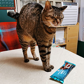 一人暮らし チョコミントのレイアウト おしゃれなインテリアコーディネートの実例 Roomclip ルームクリップ