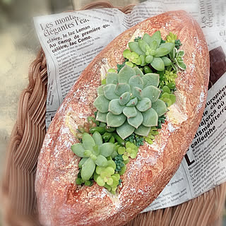 多肉植物 モルタルデコのインテリア実例 Roomclip ルームクリップ 多肉植物 モルタルデコのインテリア実例 Roomclip ルームクリップ