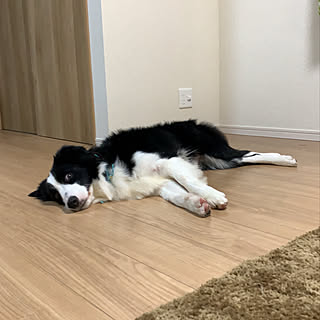 いぬですみません/いぬと暮らす/建売住宅/ナチュラル/リビングのインテリア実例 - 2020-01-23 09:37:04