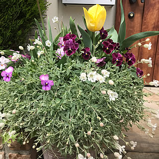 寄せ植え シレネユニフローラのインテリア実例 Roomclip ルームクリップ