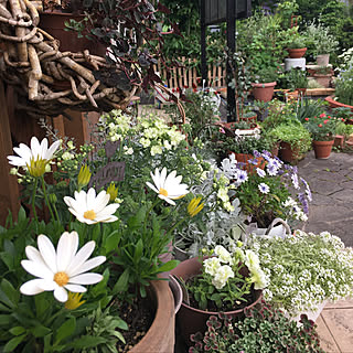 バーベナラナイ ライムグリーンのインテリア実例 Roomclip ルームクリップ