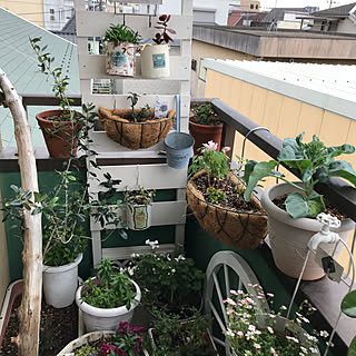 玄関/入り口/賃貸でも楽しく♪/賃貸でも諦めない!/ベランダガーデン/ウッドデッキDIY ...などのインテリア実例 - 2018-04-15 13:59:16