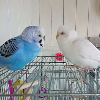 ベッド周り/賃貸でも楽しく♪/いいね!ありがとうございます♪/フォロワー様に感謝です !/自己満足( ̄^ ̄)ゞ...などのインテリア実例 - 2017-08-21 10:12:50