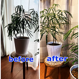 観葉植物 アラレアのインテリア実例 Roomclip ルームクリップ