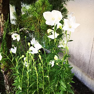 玄関/入り口/草取り苦手(^_^;/宿根草だからずっーと咲く/桔梗 白/日替わり投稿企画!木曜日...などのインテリア実例 - 2017-07-13 17:39:23