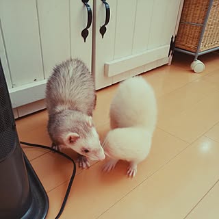 リビング フェレットのインテリア実例 Roomclip ルームクリップ