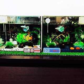 棚/部屋/水槽のある部屋/ベタ飼ってます/ベタ...などのインテリア実例 - 2017-03-25 23:13:28