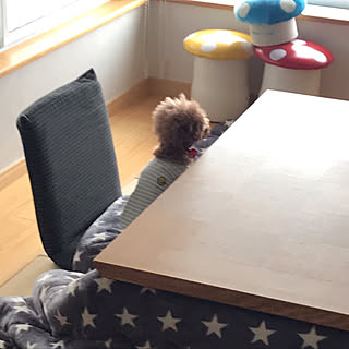 しまむら 犬のいる暮らしのインテリア実例 Roomclip ルームクリップ