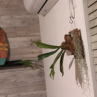 エアプランツのある暮らしのインテリア実例 Roomclip ルームクリップ
