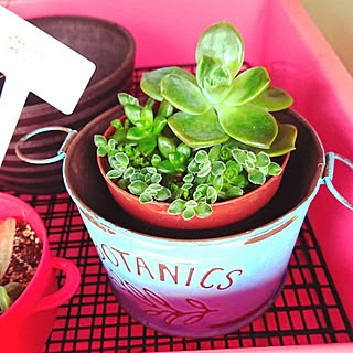 コーナン 観葉植物のまとめページ Roomclip ルームクリップ