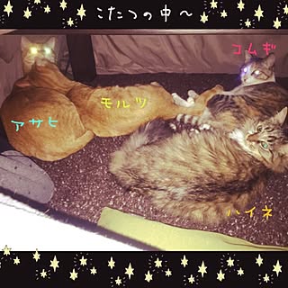 猫 こたつの中のインテリア実例 Roomclip ルームクリップ 猫 こたつの中のインテリア実例 Roomclip ルームクリップ