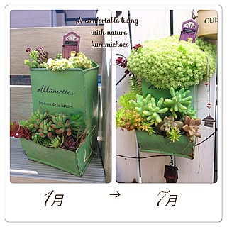 棚/セダム/過去写真/ベランダガーデン/ベランダ...などのインテリア実例 - 2015-04-01 17:58:16