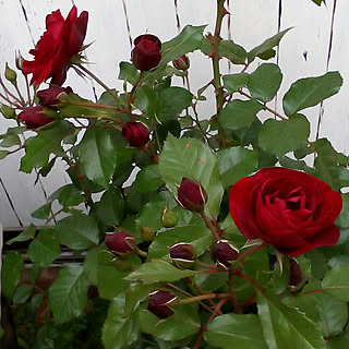 バラ ラバグルートのインテリア実例 Roomclip ルームクリップ