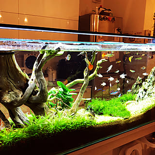 アクアリウム 熱帯魚のインテリア実例 Roomclip ルームクリップ