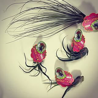 リビング/エアープランツ/エアプランツ/100均/観葉植物のインテリア実例 - 2015-05-21 19:06:18