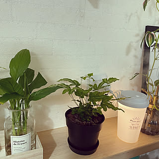 ダイソー ミリオンバンブーのインテリア実例 Roomclip ルームクリップ ダイソー ミリオンバンブーのインテリア実例 Roomclip ルームクリップ