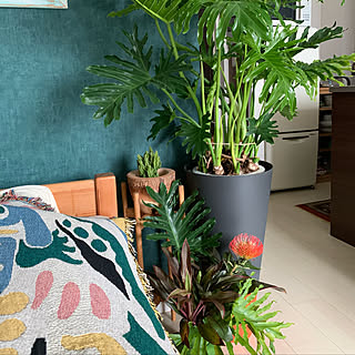 アクタス 観葉植物のまとめページ Roomclip ルームクリップ
