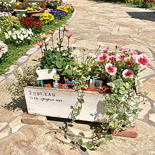 ガーデニング 初心者/箱庭風/寄せ植え初心者/寄せ植え/花のある暮らし...などのインテリア実例 - 2019-05-11 11:34:10