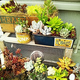 多肉寄植えのインテリア実例 Roomclip ルームクリップ