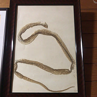 蛇の抜け殻のインテリア実例 Roomclip ルームクリップ