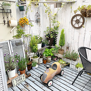 植物 モッコウバラのおしゃれなアレンジ 飾り方のインテリア実例 Roomclip ルームクリップ