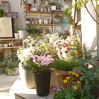 寄せ植え バーベナのインテリア実例 Roomclip ルームクリップ