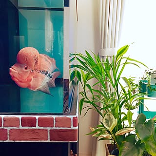 水槽 セリアレンガシートのおしゃれなアレンジ 飾り方のインテリア実例 Roomclip ルームクリップ