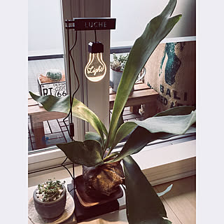コウモリラン 植物育成ライトのインテリア実例 Roomclip ルームクリップ