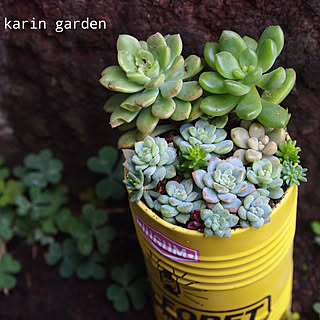 キッチン/多肉植物/多肉/可愛い/自己満足...などのインテリア実例 - 2019-11-04 08:56:48