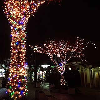 玄関/入り口/イルミネーション/近所/クリスマスのインテリア実例 - 2014-12-10 00:26:39