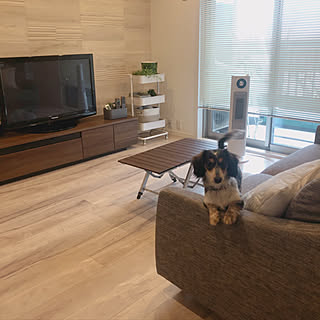 エコカラット/テレビボード/yamazen/バスケットトローリー/いぬと暮らす...などのインテリア実例 - 2020-02-15 12:58:55