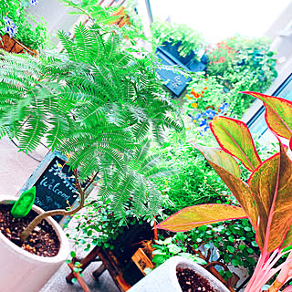 BotaNice/多肉植物/観葉植物/グリーンのある暮らし/雑貨♡...などのインテリア実例 - 2019-07-12 12:32:28