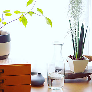 観葉植物に癒やされてます✮/観葉植物のある暮らし/観葉植物/weck大好き/WECK ガラスキャニスター...などのインテリア実例 - 2020-08-23 09:00:54