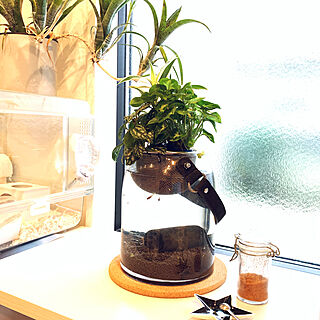 水耕栽培 メダカのいる暮らしのインテリア実例 Roomclip ルームクリップ