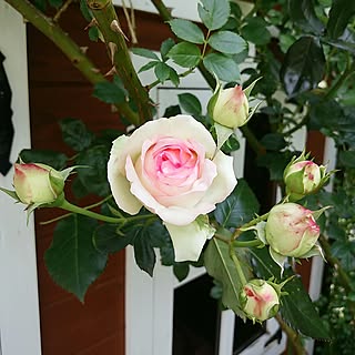 ベッド周り/スルーしてください。/お気遣いに感謝/植物のある暮らし/経過観察中!...などのインテリア実例 - 2017-06-21 06:07:14