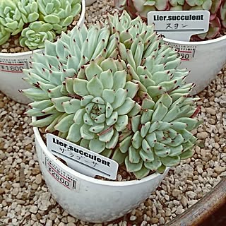 ベッド周り/ベッド周りではありません/多肉植物/多肉狩り/グリーンテラス葉山...などのインテリア実例 - 2017-07-01 17:24:43