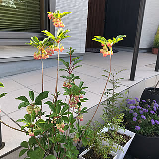 ドウダンツツジの花のインテリア実例 Roomclip ルームクリップ